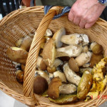 funghi_porcini_cesto