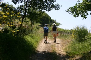 Crete_Senesi_and_Val_dOrcia_selection_009