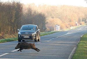 cinghiale-su-strada-incidenti